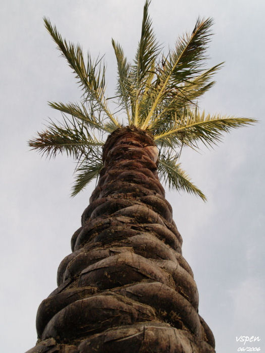 Palm Tree OLCC 2006