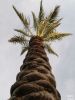 Palm Tree OLCC 2006 by Valorie Spencer