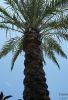 Palm Tree OLCC 2007 by Valorie Spencer