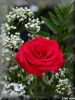 Happy Valentine's Day by Valorie Spencer