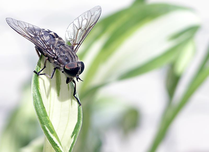 Horse Fly