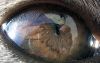 eye?