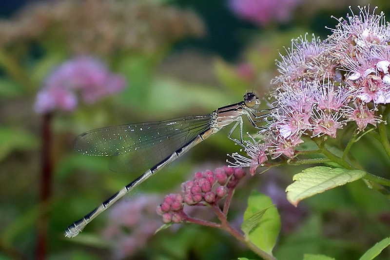 DamselFly