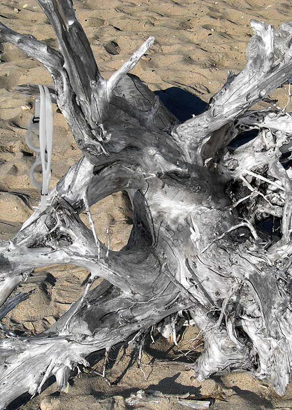 Driftwood