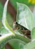 Ahhh GRASSHOPPER... by Christopher Ashworth