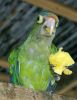 Costa Rican bird by Christopher Ashworth