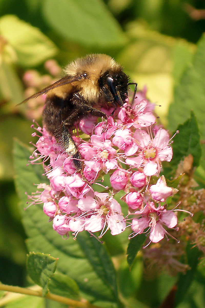 Bumble