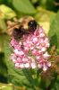 Bumble