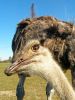Ostrich