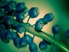 Blue Bells