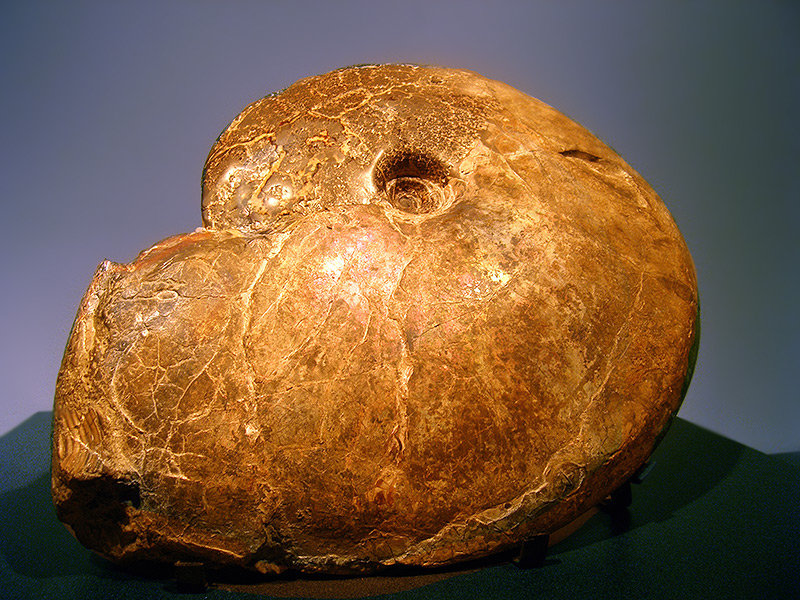 History Cornicopia