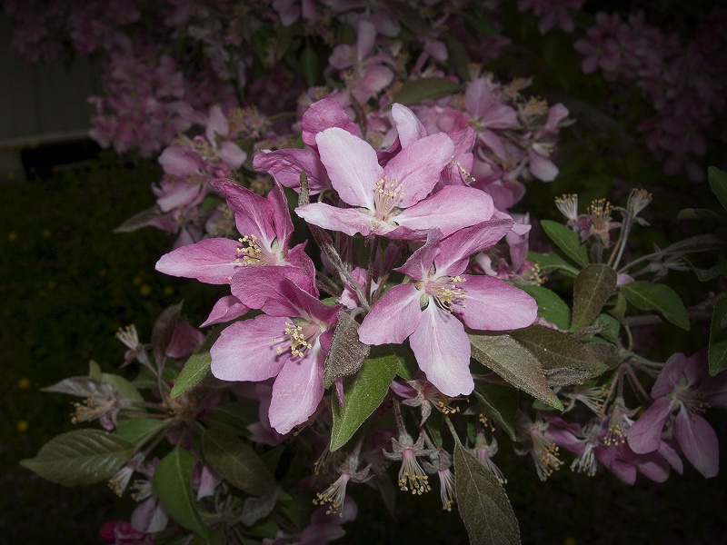 blooms