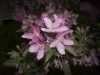 blooms