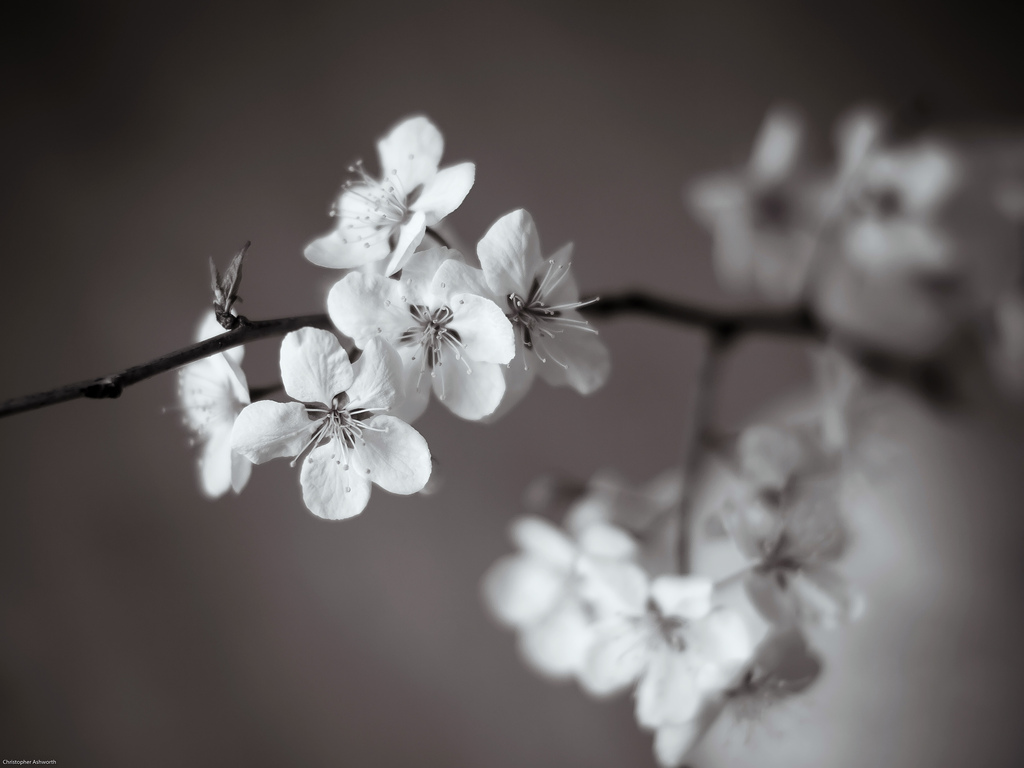 Quiet beauty