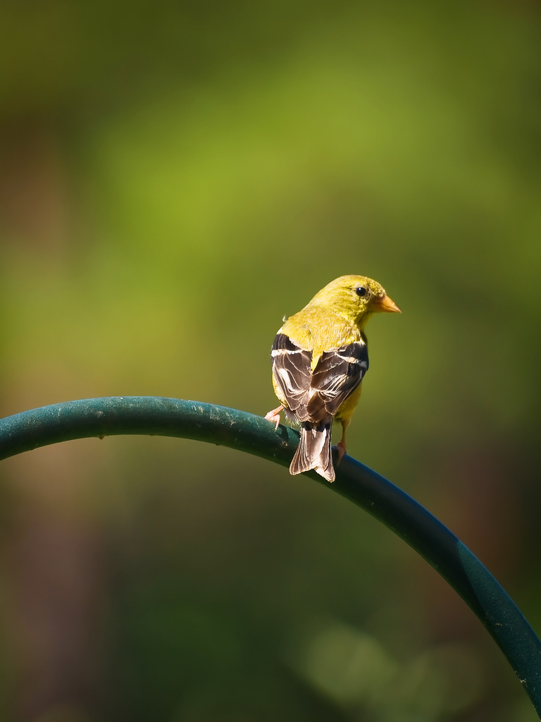 Bokeh Bird