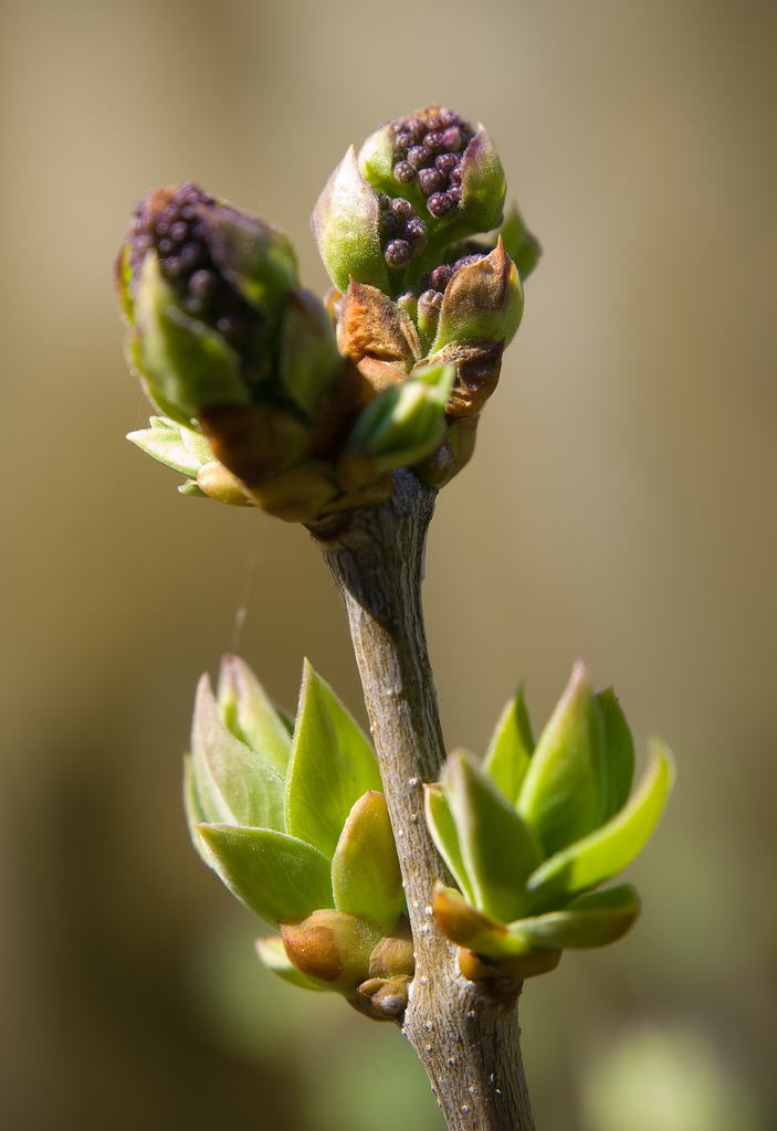 Spring Botanical