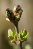 Spring Botanical