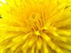 Dandy LION