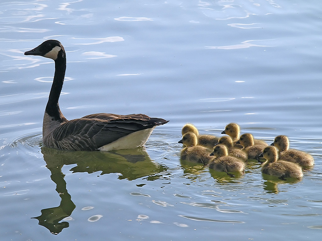 Goslings