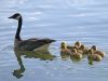 Goslings