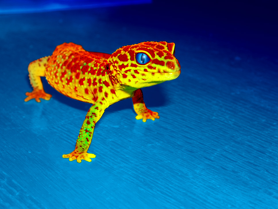 Psycho Gecko