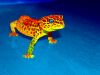 Psycho Gecko