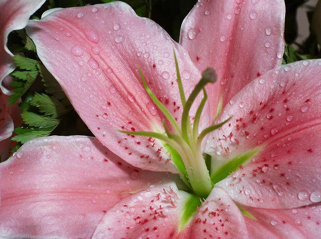 Lily 2