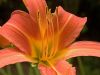 Day Lily Macro