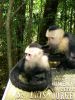 Monkeys! Monkeys! Monkeys!