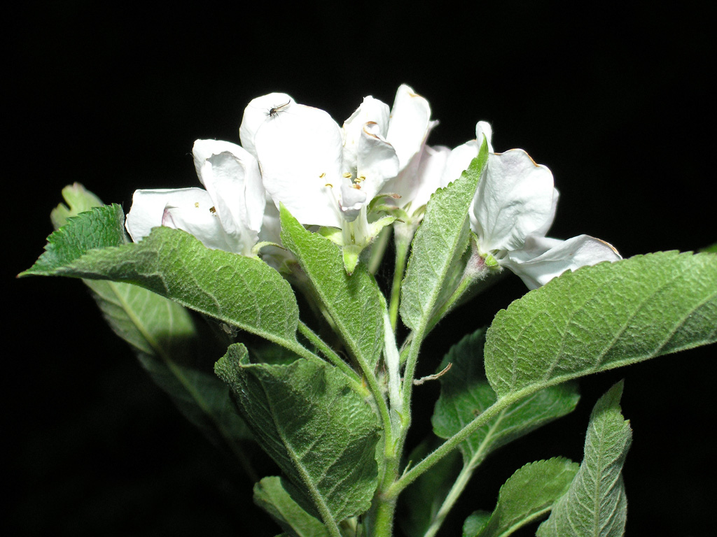 Night of the blossom