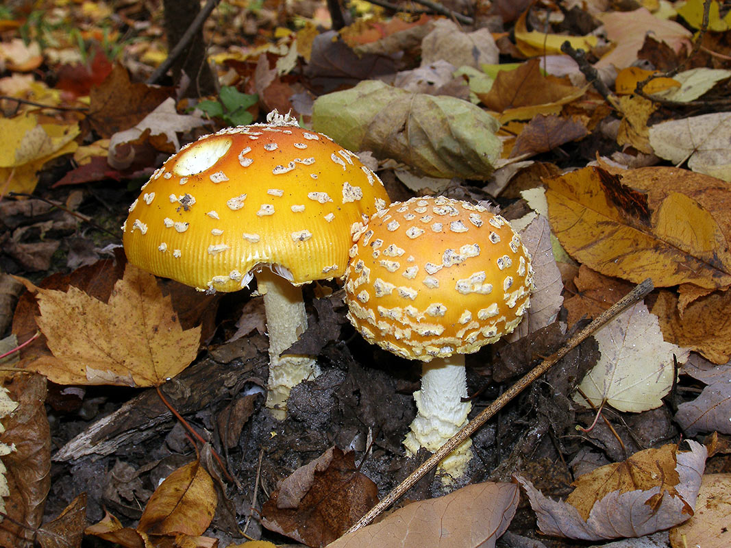 Orange & Mushmallow