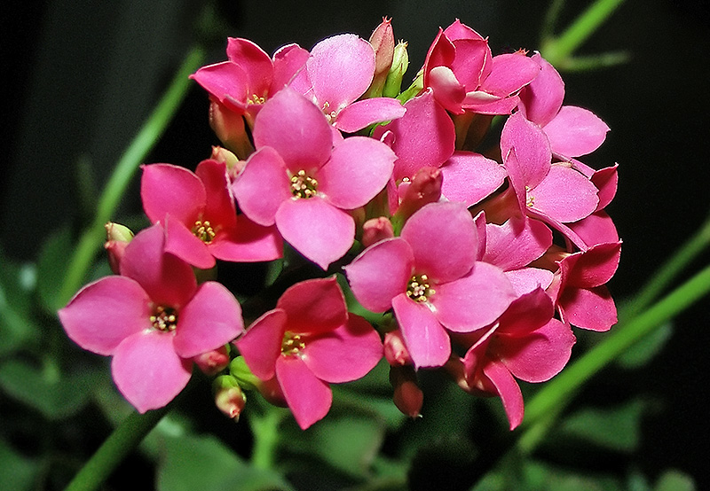 Flower Still 2