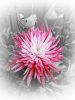 Flower explosion
