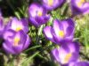 Crocus