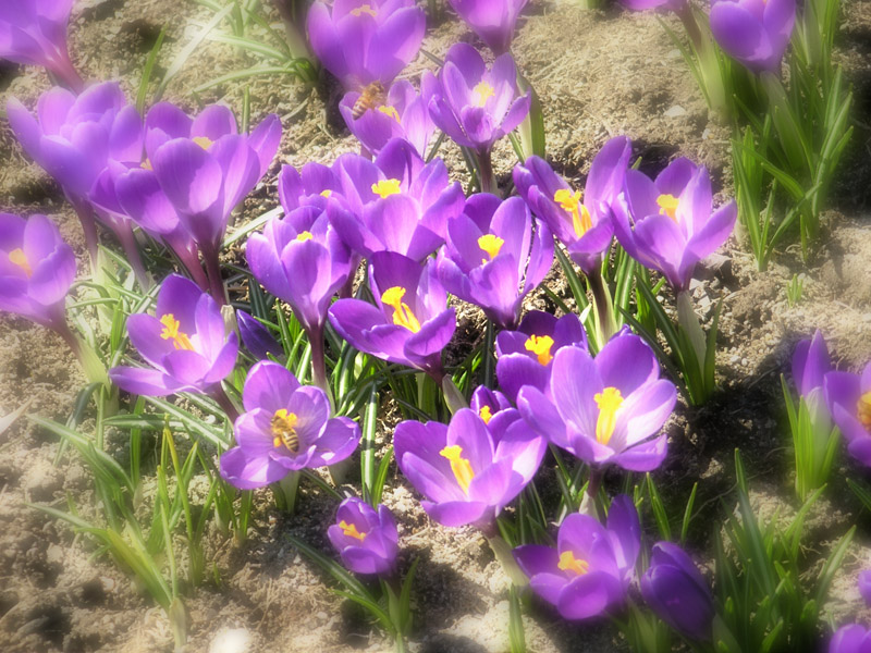 Crocus and Bees
