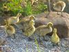 Ducklings by Christopher Ashworth