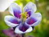 Mother's Flower