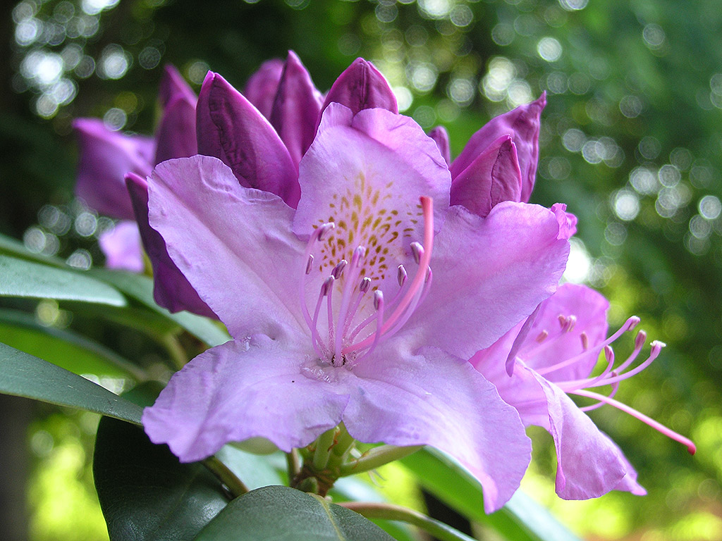 Rhodedendron