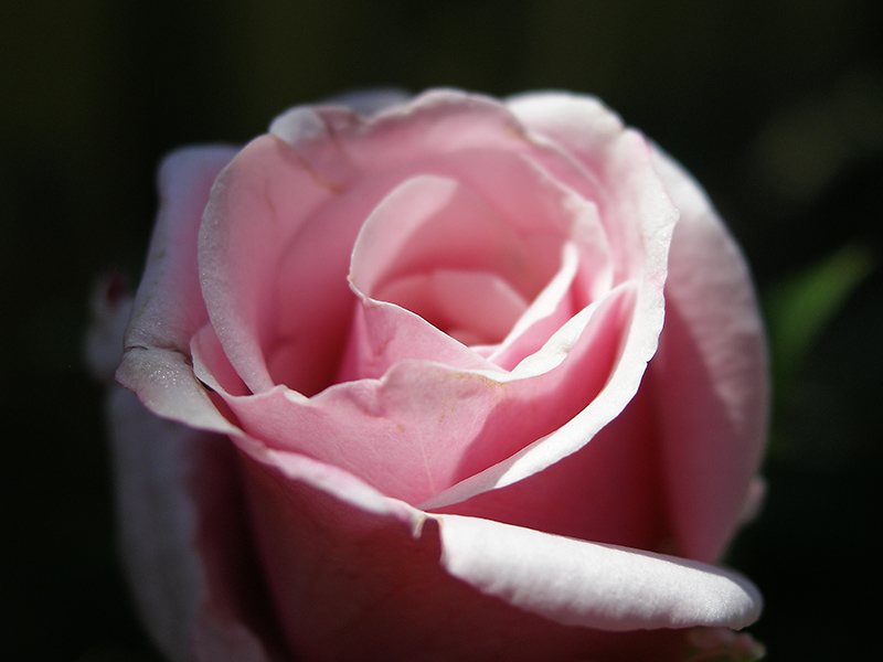 Soft rose