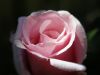 Soft rose