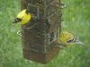 Yellow Finches