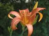 Day Lily