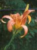 Lily2