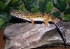 Pepper the Leopard Gecko by Christopher Ashworth