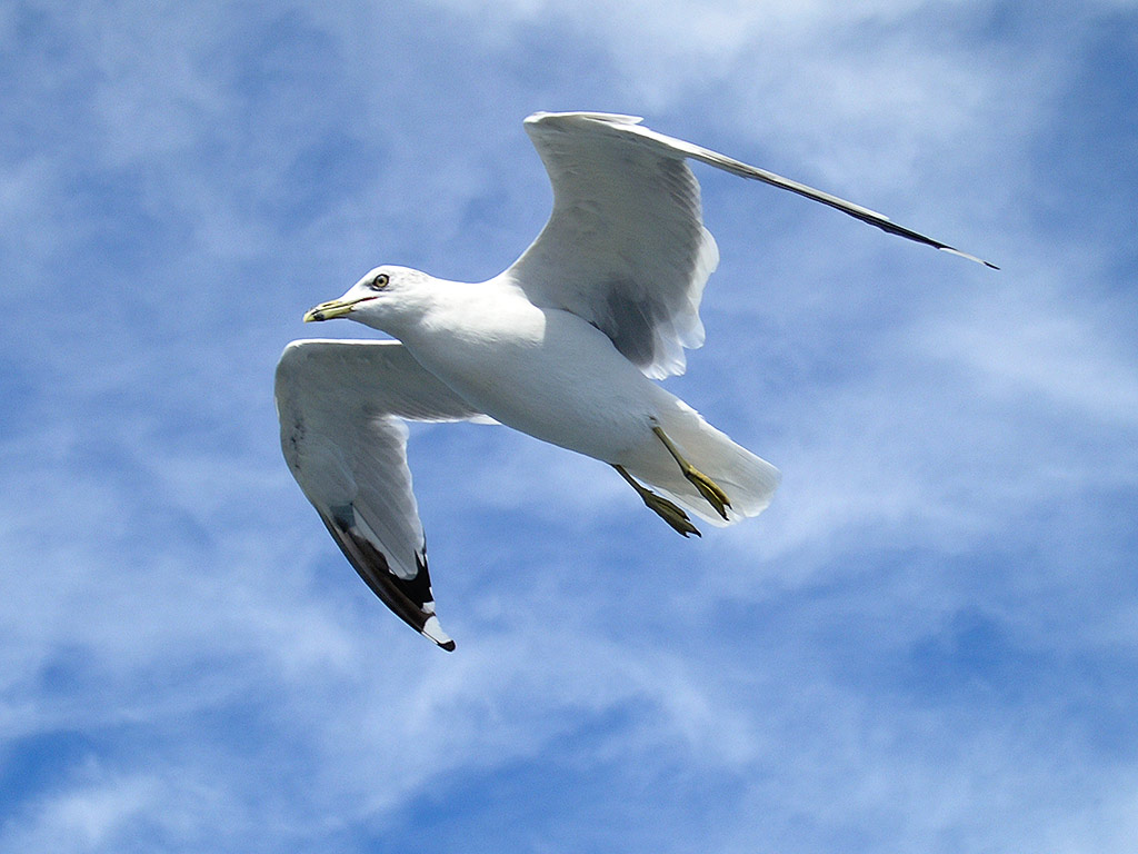 Seagull