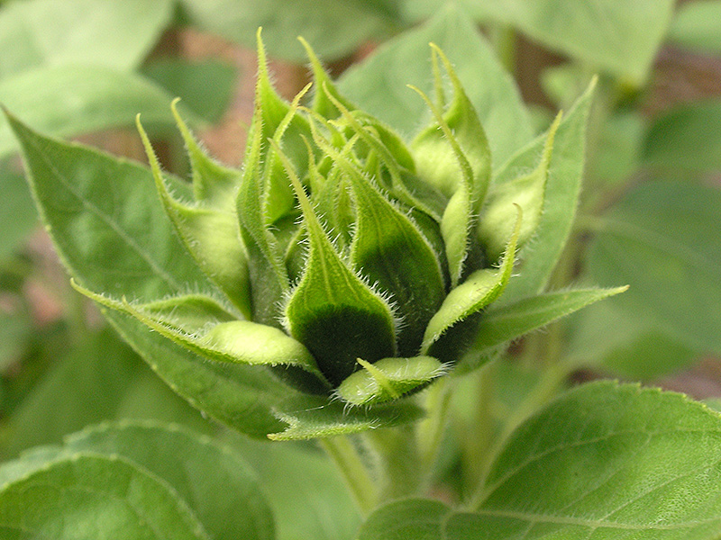 Sunflower Bud
