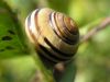 Snail2