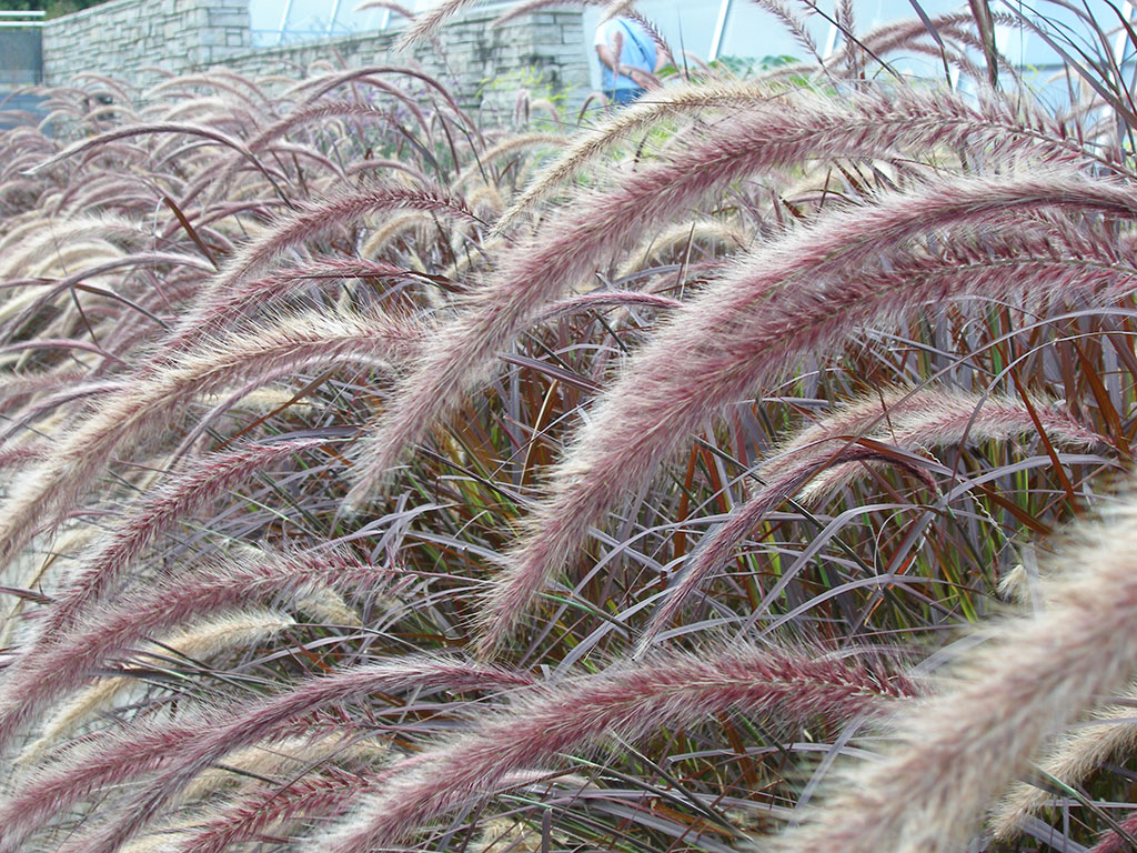 Botanical Fireworks