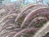 Botanical Fireworks