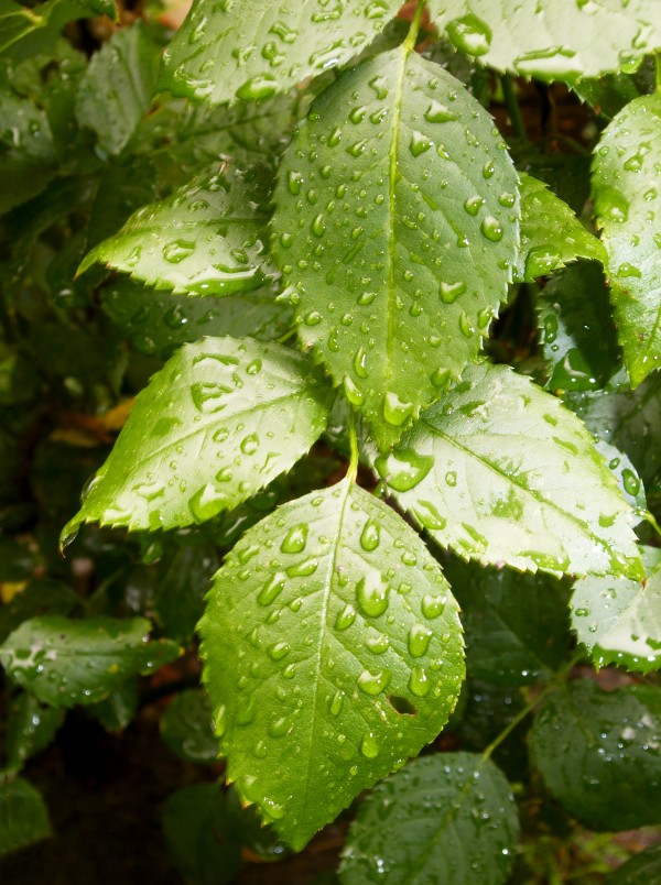 Rose Leaves StillLife